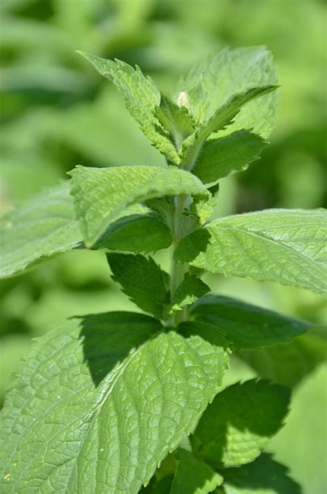 Apple Mint Mentha Suaveolens Mint Has Been Used Since Ancient Times