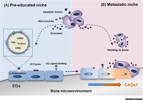 Emerging Players In Prostate Cancerbone Niche Communication Trends In