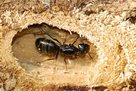 What Does A Queen Ant Look Like Wild About Ants
