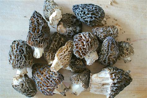 All About Morels - Wild Mushrooms