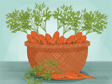 Simple Ways To Grow Carrots Indoors 14 Steps Wikihow