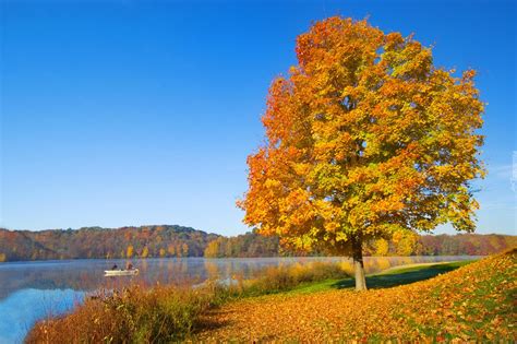 Jesień Drzewo Jezioro Liście