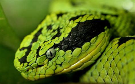 Snake Facts And Pictures For Kids Cool2bkids