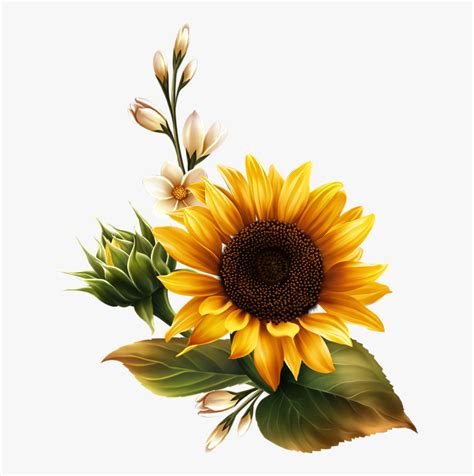 Sunflower Watercolor Png Real Sunflower Transparent Background Png