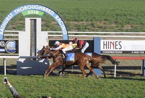 Showmaster Wins Bathurst Rsl Club Soldiers Saddle Western Advocate