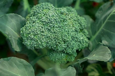How To Successfully Grow Broccoli In Texas My Heart Lives Here