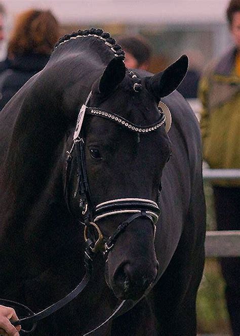 A Hanoverian Is A Warmblood Horse Breed Originating In Germany Which