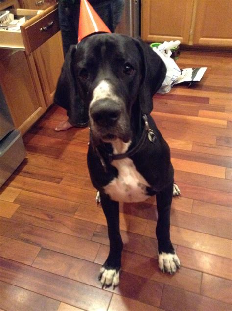 1 Year Old Great Dane Birthday 1 Year Olds Greats Birthday Dogs