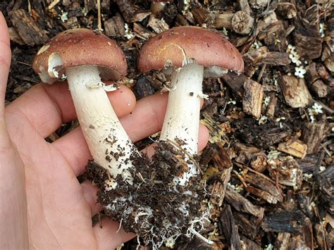 How To Grow King Stropharia Mushrooms Wsmbmp