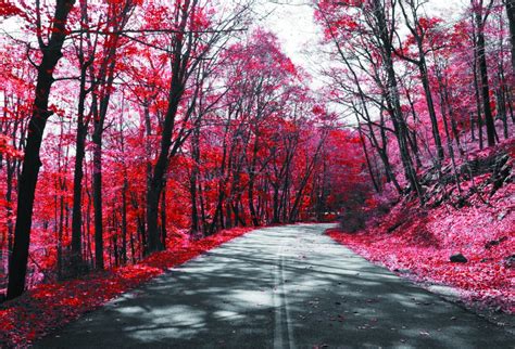 Laeacco Forest Trees Red Leaves Road Photography Backgrounds Digital