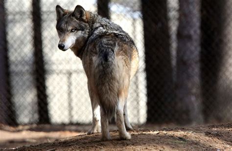 What To Know About The Gray Wolf Whose Fate In Colorado Could Be