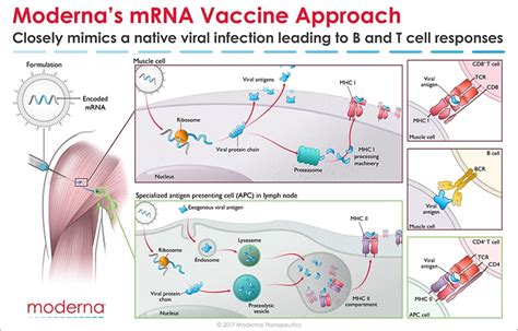 In this article, we will explore in more depth what this mrna vaccine is. Moderna Blog | Moderna, Inc.