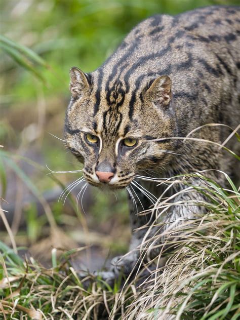 The alternative name of this wild cat has not been created without a reason. Walking fishing cat | Small wild cats, Wild cat species ...