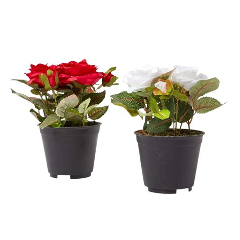 The most common type of rose that is grown indoors is the miniature rose. Small Artificial Rose Plant in White Pot for Indoor or ...