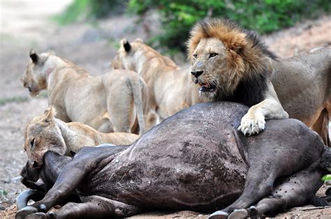 Witnessing A Lion Kill On Safari No Back Home