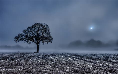 Field Wood Stubble Fog Morning Landscapes Winter Frost Trees