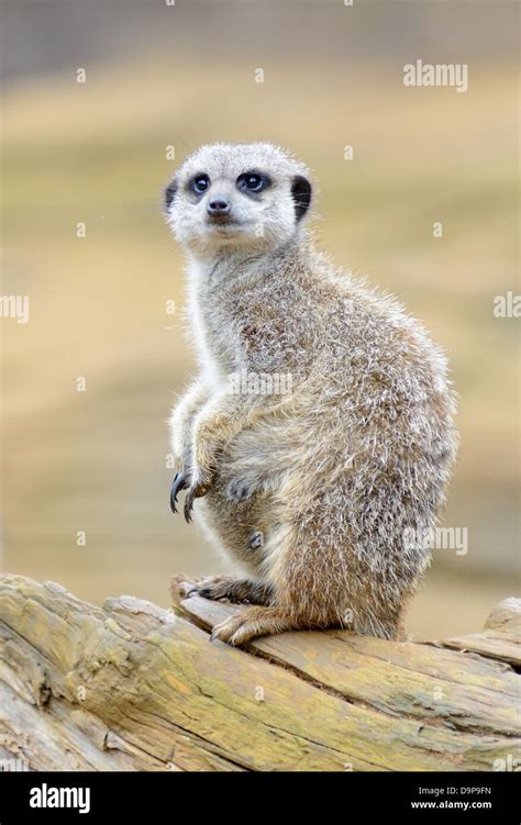 Meerkat Sentry Looking Alert Standing On Branch Stock Photo Alamy