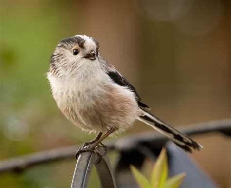 Long Tailed Tit By Paul Woolams Birdguides