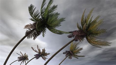 Bendy Palm Trees Weather Hurricane Season Hurricane Preparedness
