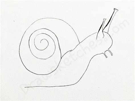 Slug Drawing At Getdrawings Free Download