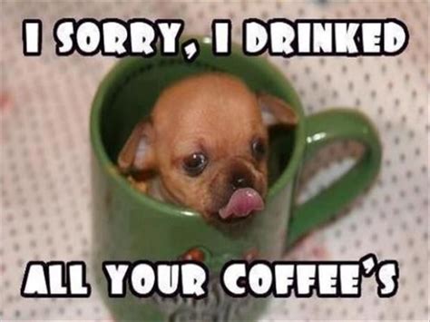 Drink All Your Coffee Dog Cute Animal Pictures Cute