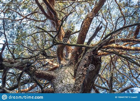 The Twisting Branches Of A Large Tree Stock Image Image Of Landscape