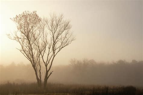 Lone Tree On A Foggy Morning Photograph By Kristia Adams Fine Art America