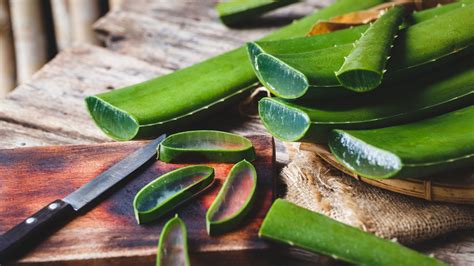 People have used it for thousands of years for healing and softening the skin. Aloe Vera - die richtige Pflege- Pflege & Nutzung