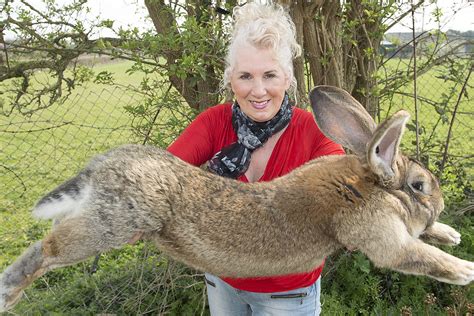 News Giant Rabbit Dies On United Flight From London Heathrow To Chicago
