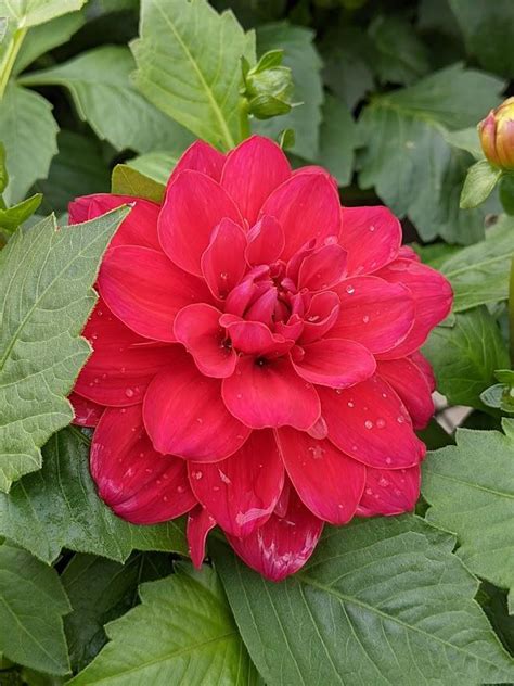 Photo Of The Bloom Of Dahlia Dalaya Raspberry Posted By Joy