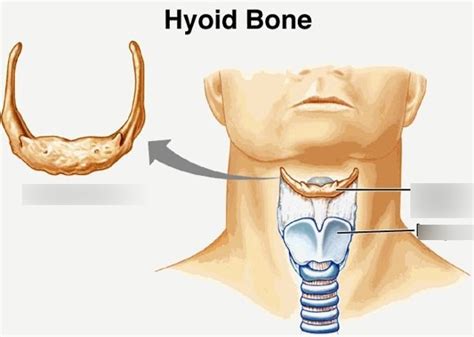 Hyoid Bone Diagram Quizlet