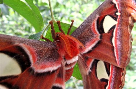 The Atlas Moth 120817 Deponti — Livejournal