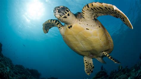 Survey Finds Microplastics In The Guts Of All Seven Sea Turtle Species