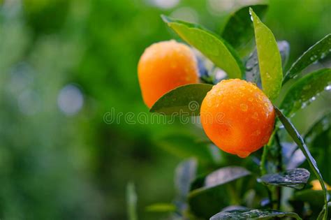 Mandarin Fruits On A Branchcitrus Fruittangerines Bush In The Garden