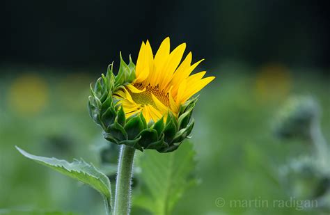 Sunflower Pop Poolesville Md Martin Radigan