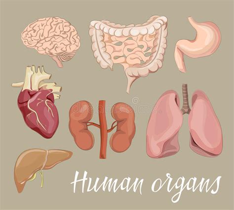 Esqueleto Y órganos Humanos De La Anatomía Stock De Ilustración