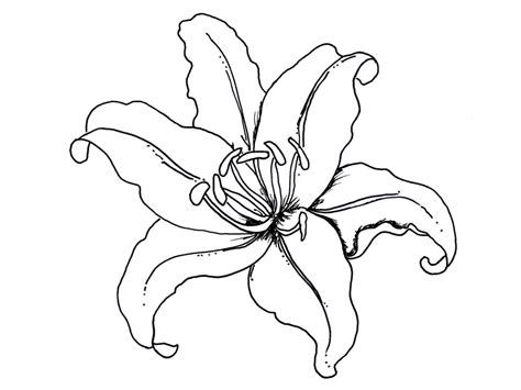 And we can bet that you like them too, at least as much as we do. Cartoon Lily Flower - Cliparts.co