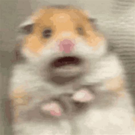 Hamster Meme S