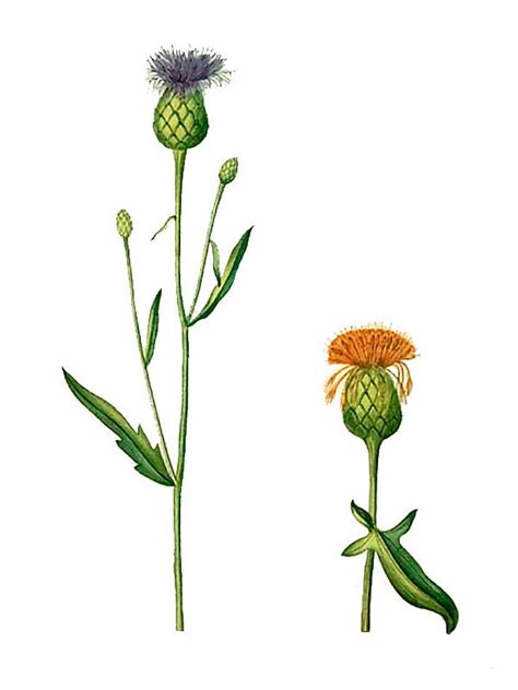Centaurea Scabiosa Flora De Canarias Dibujos