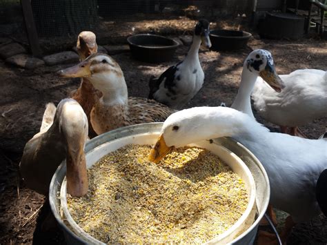 What Do Ducks Eat What Ducks Eat Backyard Poultry Backyard Ducks
