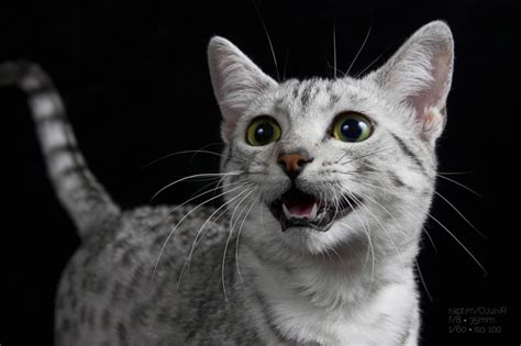 Egyptian maus are said to have a longer gestational period than most cats. Egyptian Mau - Information, Health, Pictures & Training ...