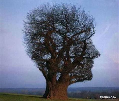 Most Unusual Trees Ever
