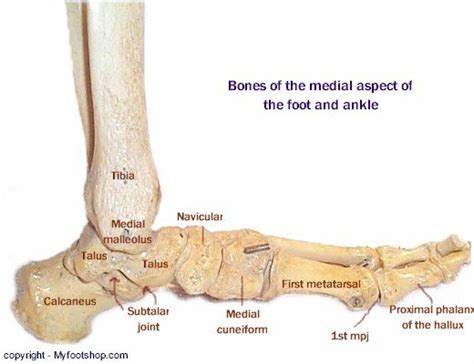 Image Of The Bones Of The Medial Foot