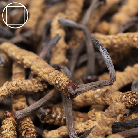 Discover The Health Benefits Of Cordyceps Truth Treatment Systems