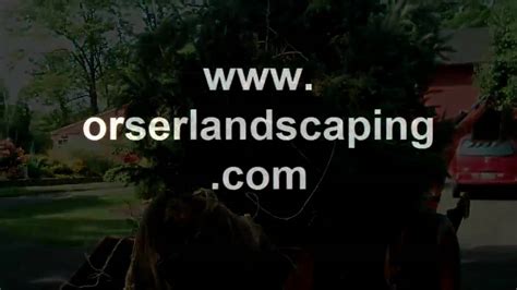 Tree Transplants Available Chris Orser Landscaping YouTube