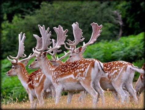 A Number Of Fallow Deer Stags And A Mass Of Antlers A Photo On
