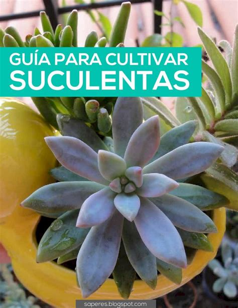 Pdf Guia Para Cultivar Suculentas Saperesblogspot€ · Las Suculentas