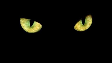 Spooky Sight Why Animal Eyes Can Give Off An Eerie Glow British