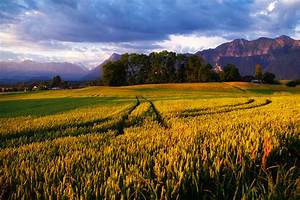 Nature, Landscapes, Fields, Grass, Wheat, Crops, Tracks