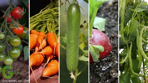 7 Easiest Vegetables To Grow For Any Gardener Ideal For Beginners